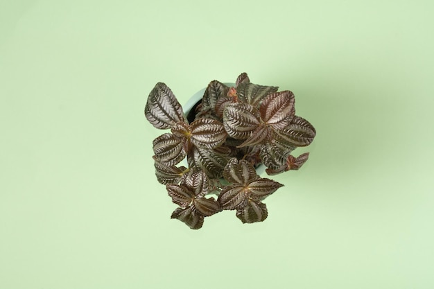 Pilea Norfolk foliage Pilea in pot on green color background