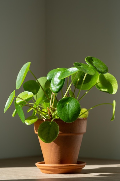 Pilea peperomioides houseplant in terracotta pot at home chinese money plant indoor gardening