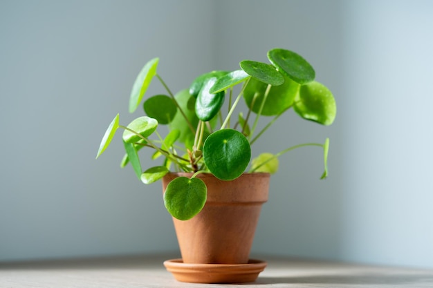 Pilea peperomioides houseplant in terracotta pot at home chinese money plant indoor gardening