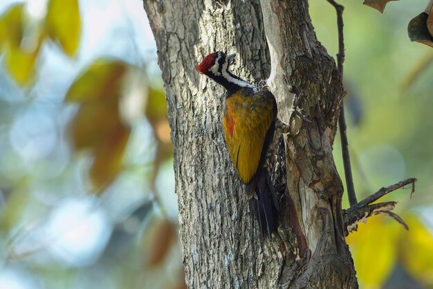 Pileated woodpecker looking for a prey at a tree