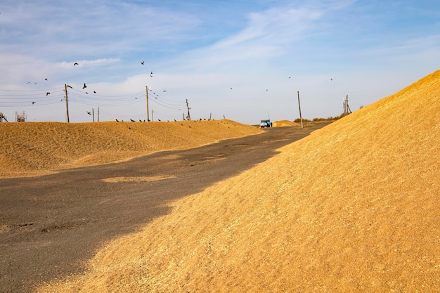 Piles of grain lie on the site. Harvest. High quality photo