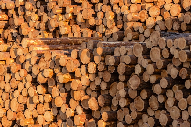 Piles of pine and larch logs prepared for export. The concept of felling and destruction of world forest reserves.