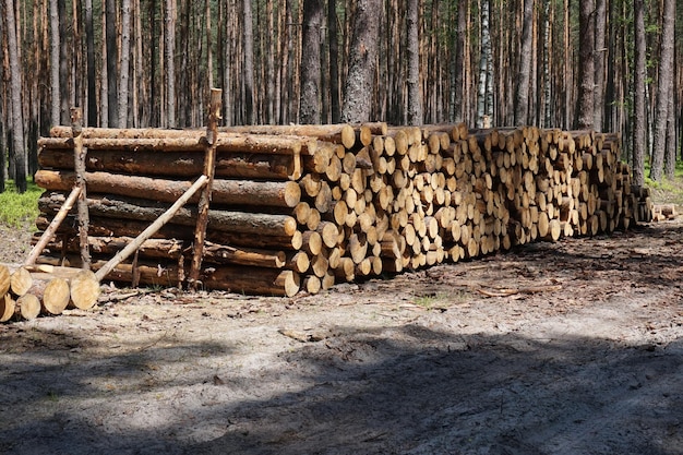 Piles of wood logs in forest