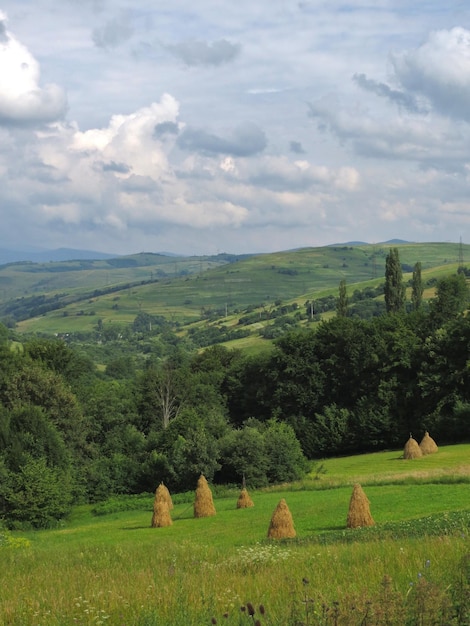 Piles of yellow hay on meadows on the slopes of the green Carpathian mountains with clouds in sky