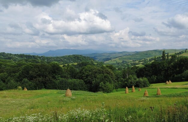 Piles of yellow hay on meadows in the tops of the Carpathian Mountains with dramatic clouds in sky