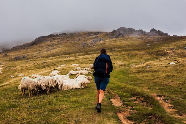 Pilgrim walking next to a flock of sheep along the way of St James