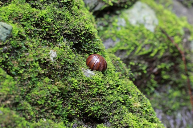 Pill millipede is rolling into ball form on the forest floor