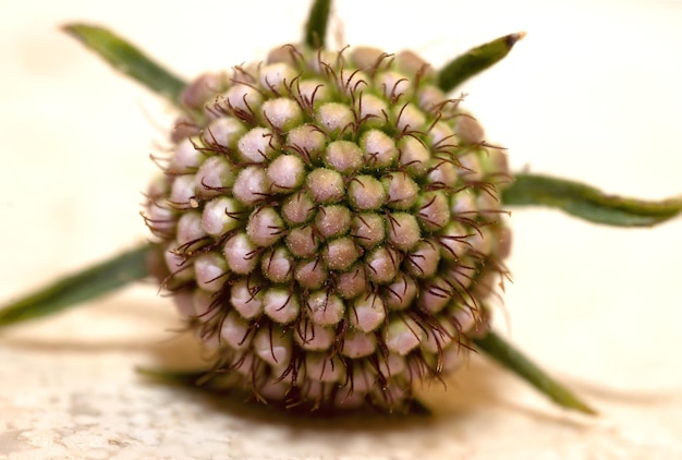 Pincushion Flower An immature flowerhead is ringed by hairy green pointed sepals