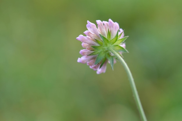 Pincushion flower small purple wildflower in nature green natural background