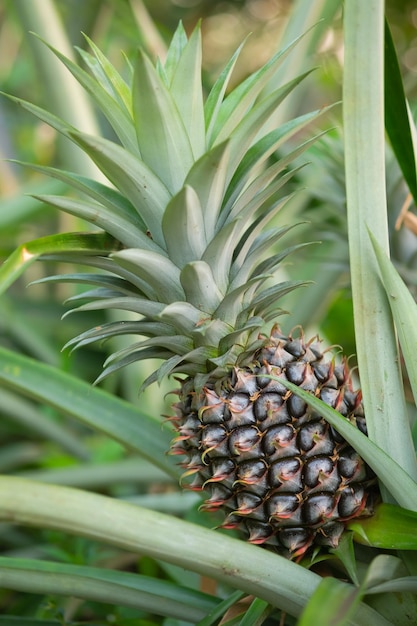 Pine apple