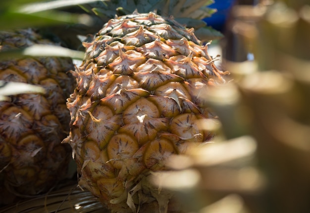 Pine apples in sunlight