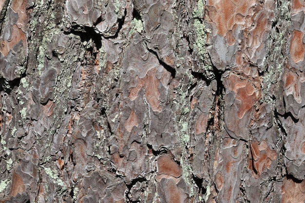 Pine bark lit by the sun