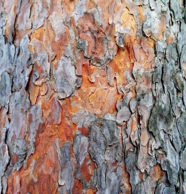 Pine bark texture natural background