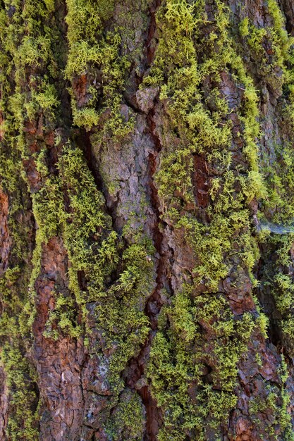 pine bark with moss on the southern side of a forest of california