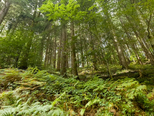 The pine in the beautiful green Black Forest in Offenbach