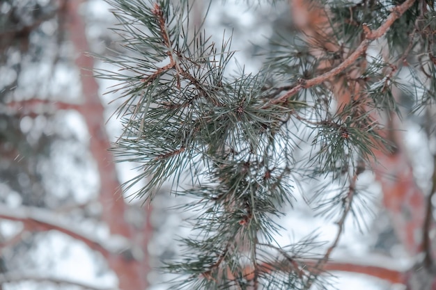 Pine branch close up with needles in winter bokeh. Christmas trees in the park. pine cones and white snowflakes. New Year. Christmas. Santa holidays. background.