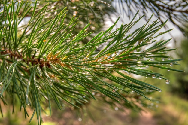 Pine branch, close-up.