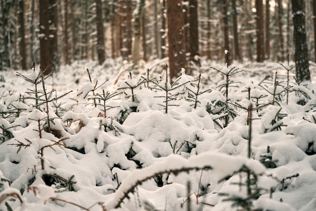 Pine branch covered with snow Evergreen tree in winter