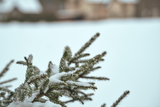 Pine branch covered with snow Evergreen tree in winter