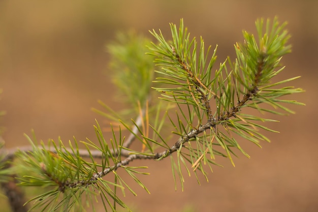 Pine branch in the forest