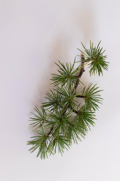 Pine branch isolated on white background with hard shadows for christmas