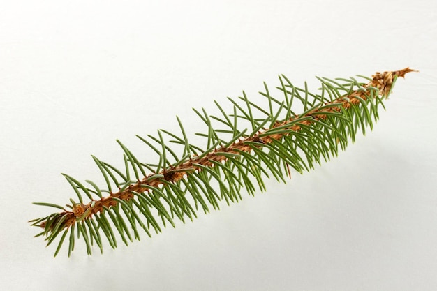 Pine branch isolated on white background