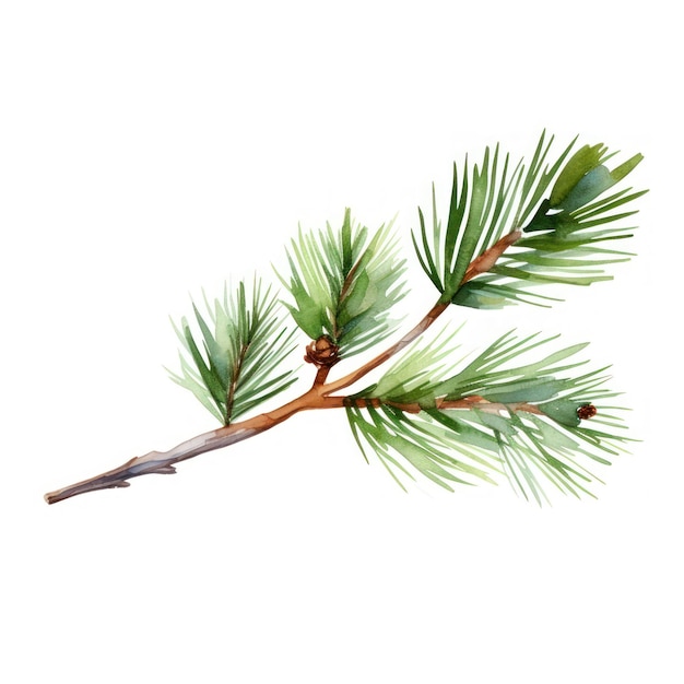 Pine branch plant tree fir