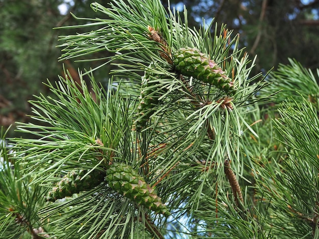 Pine branch with cones close-up in the Kislovodsk National Park. Kislovodsk, North Caucasus, Russia.