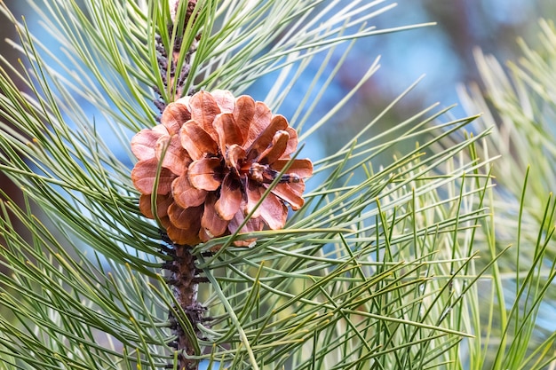 Pine branch with long needles and brown cones