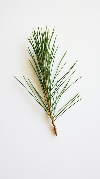 Pine branch with slender needles displayed on a clean white background during daylight hours