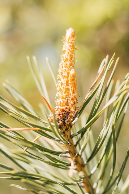 Pine branch with a young cone on the background of greenery