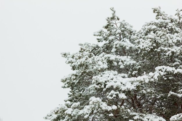 Pine branches after snowfall