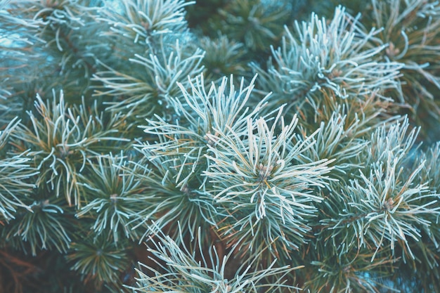 Pine branches covered with rime Natural winter background Winter nature Snowy forest Christmas background