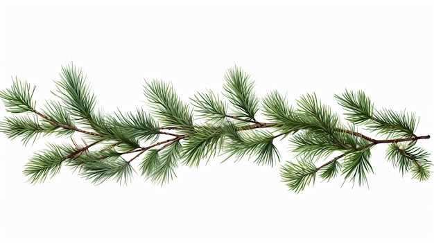 Pine branches isolated on white background