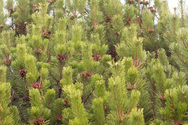 Pine branches with cones festive background