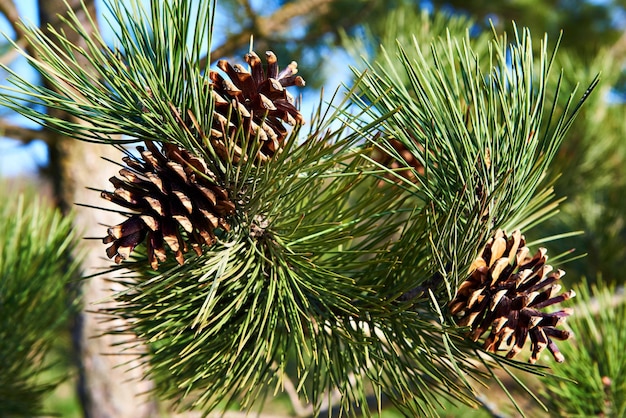 Pine branches with cones