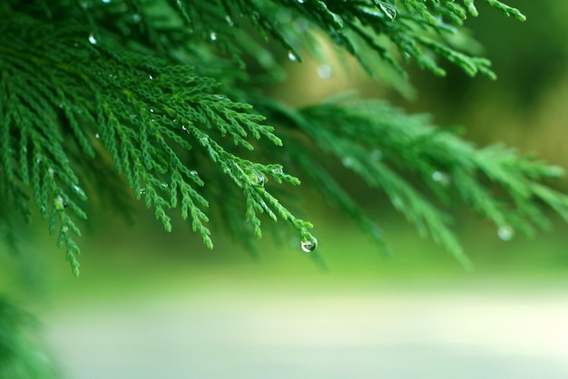 pine branches with dew