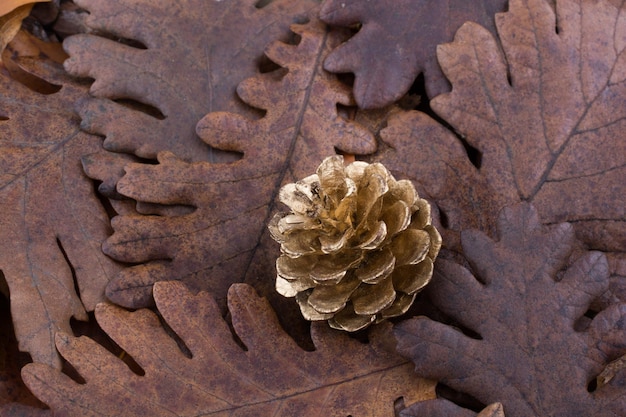 Pine cone on a background covered with dry leaves