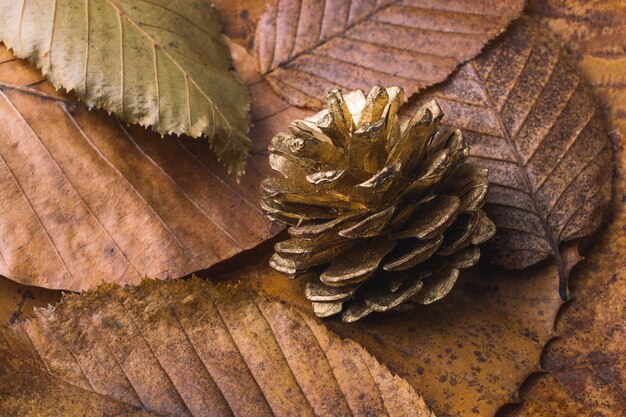 Pine cone on a background covered with dry leaves