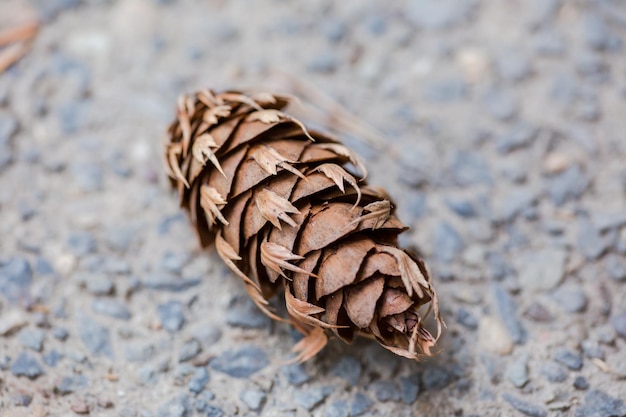 Photo pine cone on concrete or pavement