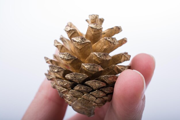 Pine cone in hand on a white background