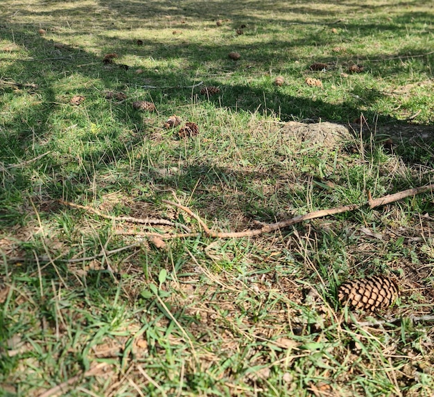 A pine cone is laying in the grass in front of a tree.