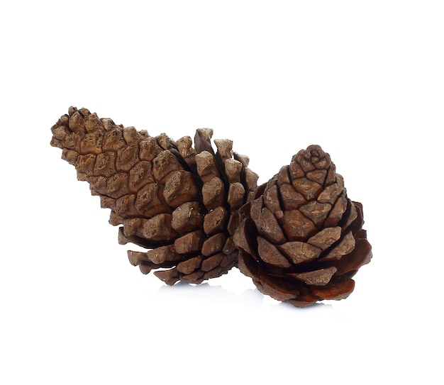 Pine cone isolated on white background