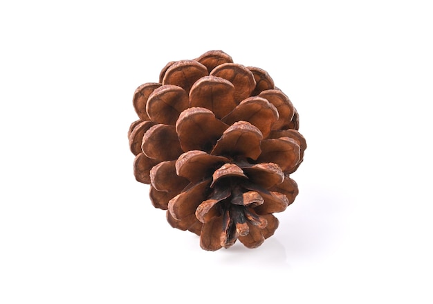 Pine cone isolated on white background