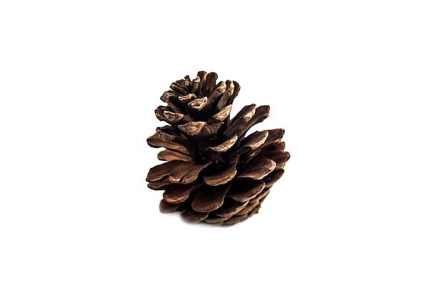 Pine cone isolated on white background