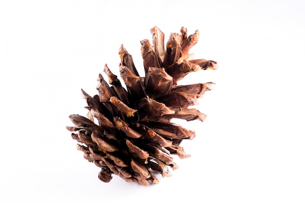 Pine cone isolated on white 