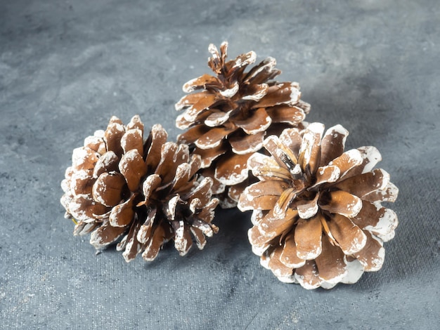 The pine cone lies on a gray background Snow forest christmas decoration new year