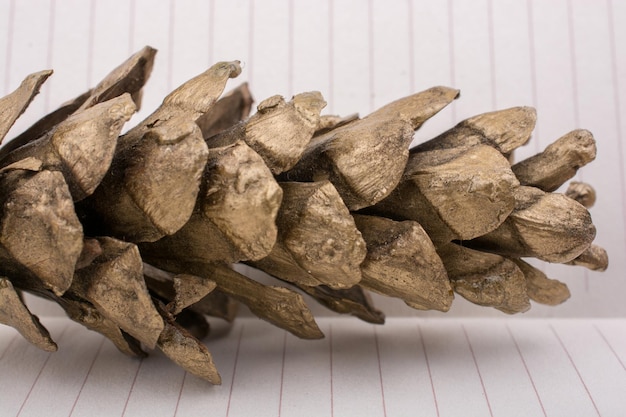 Pine cone on a line peper background