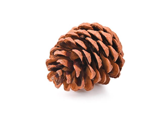 Pine cone on white floor