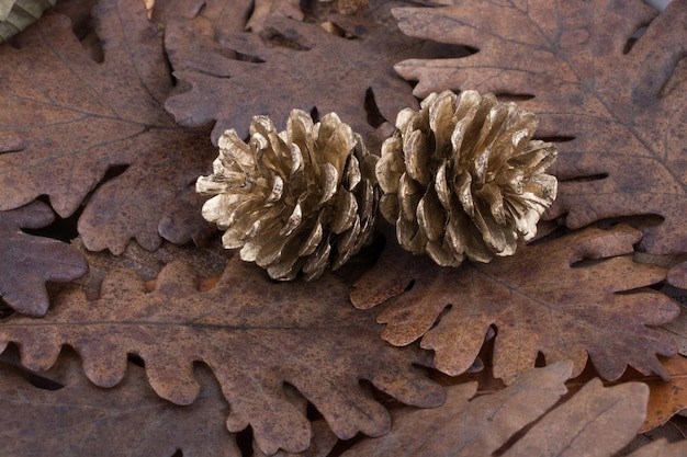 Pine cones on a background covered with dry leaves